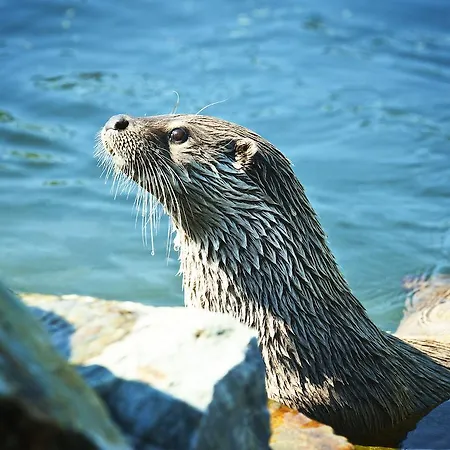 Hotel Capi Hnizdo 4*