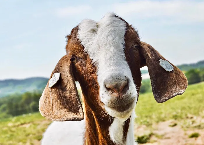 Capi Hnizdo Hotel Olbramovice (Benesov)