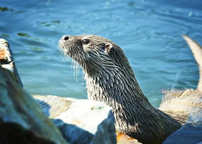 Hotel Capi Hnizdo 4*